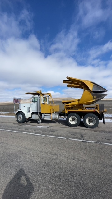 Mature spruces planted as windbreak near Gallatin Valley property