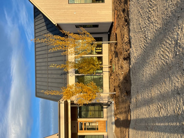 Newly planted spruce trees with ornamental grasses in Montana